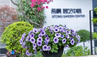 学习开花店 学习开花店