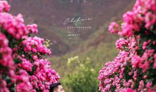 恋爱从告白开始全集