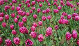 鲜花绽放的色泽 鲜花绽放的色泽