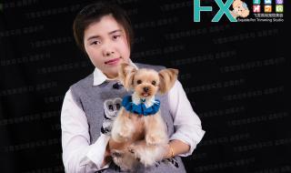 约克夏造型 约克夏造型