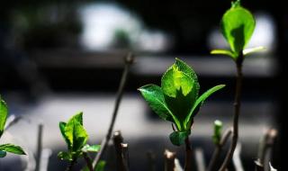 关于描写春天的词语