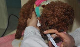 小狗拉稀了怎么办 小狗拉稀了怎么办